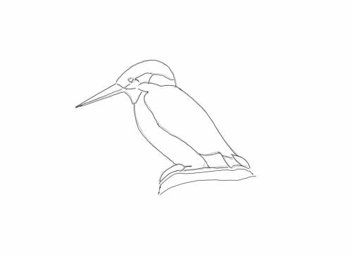 kingfisher_linedrawing.jpg