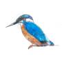 kingfisher_drawing.jpg