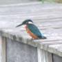 kingfisher_photograph_through_binocular_zoom.jpg